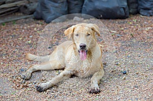 Dirty Labrador