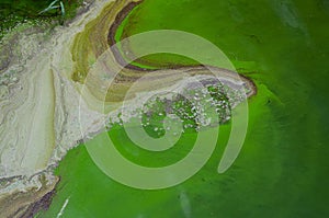 A dirty lake with green water. Unfavorable environmental situation