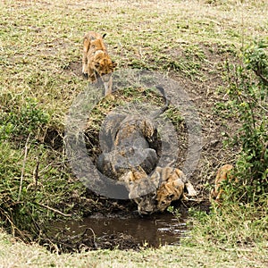 Dirty lioness and cubs drinking, Serengeti, Tanzania