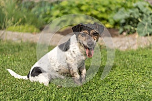 Dirty little Jack Russell Terrier dog sits in the garden and smiles