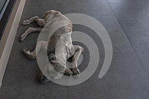 A dirty lonely vagrant dog lie down on the floor