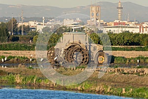 Dirty mud tractor in a rice field and white herons around it in the natrual park of Albufera, Valencia, Spain