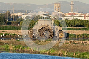 Dirty mud tractor in a rice field and white herons around it in the natrual park of Albufera, Valencia, Spain photo
