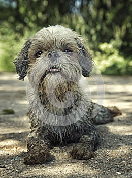 Dirty muddy dog laying down. toned photo