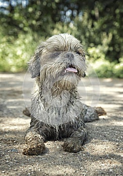 Dirty muddy dog laying down. toned photo