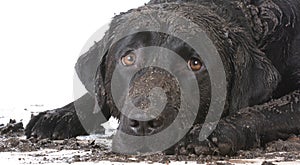 dirty muddy dog photo