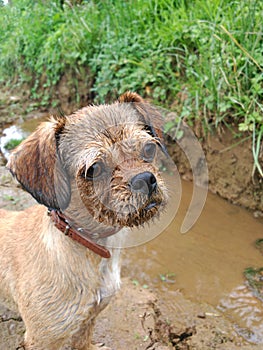 Dirty muddy little dog`s face