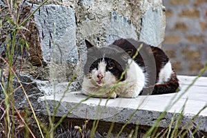 Dirty old black and white cat