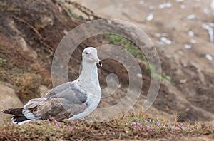 Dirty Old Seagull on Grassy Cliff