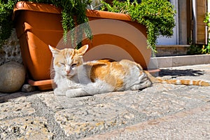 A dirty orange and white tabby cat sits by a planter outside a shop in the ancient city of Matera Italy.