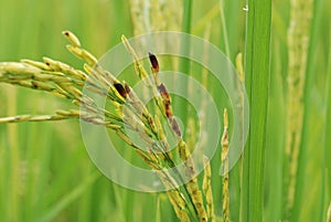 Dirty Panicle Disease photo