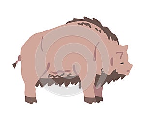 Dirty Pig Farm Animal, Livestock Cartoon Vector Illustration