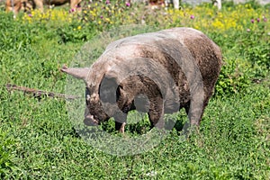 Dirty pig are grazed in the field