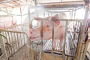 Dirty pig in iron cage at agriculture farm
