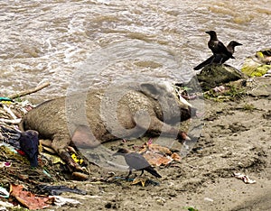 A dirty pig next to water surrounded by litter, rubbish and bird