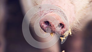 Dirty pig nose eating. Close up