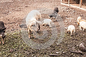 Dirty pig and piglets with curly hair at outdoor farm