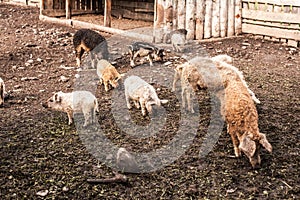 Dirty pig and piglets with curly hair at outdoor farm