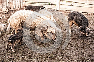 Dirty pig and piglets with curly hair at outdoor farm