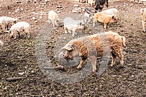 Dirty pig and piglets with curly hair at outdoor farm