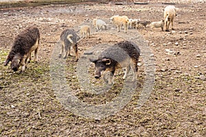Dirty pig and piglets with curly hair at outdoor farm