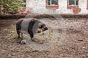 Dirty pig and piglets with curly hair at outdoor farm