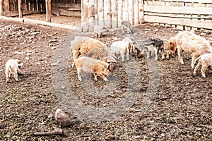 Dirty pig and piglets with curly hair at outdoor farm