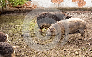 Dirty pig and piglets with curly hair at outdoor farm