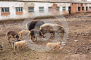 Dirty pig and piglets with curly hair at outdoor farm