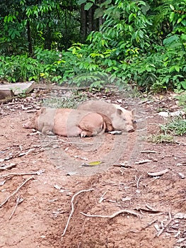 Dirty Pig sleeping in mud