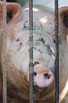 Dirty pig snout behind bars in a pigsty close-up