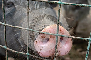 Dirty pig snout nose behind the bars of a pigsty close up