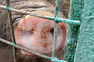 Dirty pig snout nose behind the bars of a pigsty close up