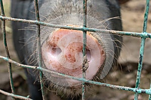 Dirty pig snout nose behind the bars of a pigsty close up