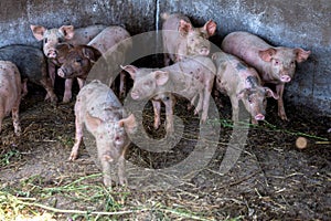 Dirty piglets grazing on a pig farm. Natural organic pig breeding. Farming. Stockbreeding