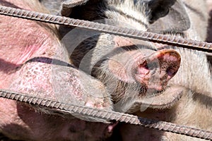 Dirty pigs grazing on a pig farm. Natural organic pig breeding. Farming. Stockbreeding. Snout in close up