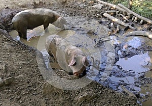 Dirty pigs in mud