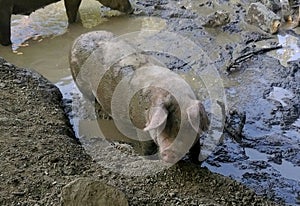 Dirty pigs in mud