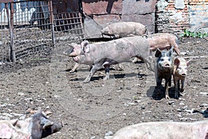 Dirty pigs and piglets grazing on a pig farm. Natural organic pig breeding. Farming. Stockbreeding