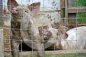 Dirty pigs in pigpen