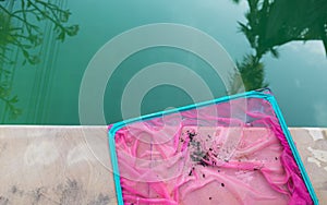 Dirty in pink net from pool water, swimming pool maintenance and service during summer seaso