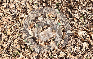 A dirty plastic and glass bottle left in the autumn forest.