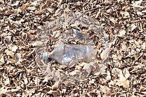 A dirty plastic and glass bottle left in the autumn forest.