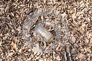 A dirty plastic and glass bottle left in the autumn forest.