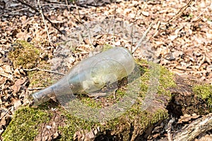 A dirty plastic and glass bottle left in the autumn forest.