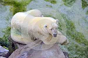 Dirty Polar Bear on a Rock