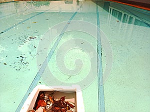 Dirty pool with leaves,swimming pool lacking maintenance