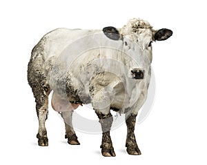 Dirty pregnant Belgian blue cow, isolated