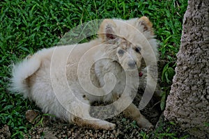 Dirty Puppy dog digging in the garden