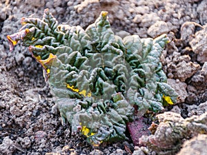 Dirty rhubarb leaves, leaves just slipped off the ground, spring in the garden